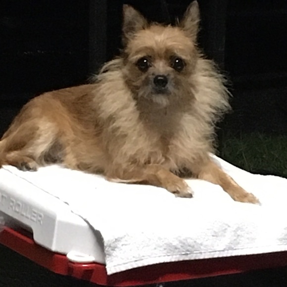 PLEASE STOP AND SHOP 🐾🦴🐾🦴🐾🦴🐾🦴🐾 - Picture 2 of 2